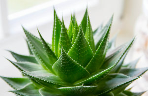 Aloe Vera helps to improve indoor air quality